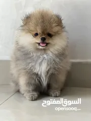  1 Pure Pomeranian puppy