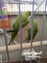  3 جوز ذرة الطيرة اليفه