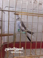  4 فحل كوكتيل وايت فيس جاهز للتجاوز
