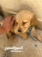  2 كلب قولدن جهاز مع كل مطاعيم و جواز سفر و مايكرو تشيب ذكر