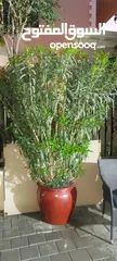  4 Nerium oleander big plant with out pots