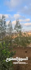  8 بيت مستقل مع ارض  للبيع بسسب السفر