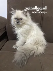  2 هملايا عمر 3 اشهر