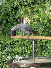  6 ببغاء كاسكو