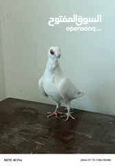  4 جوز بولندي
