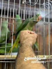  5 كاساندرا اليف زق يدوي