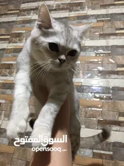  1 قط سكوتش للبيع