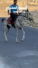  10 حصان تركيب عمره سنتين و نص ركوب نخب
