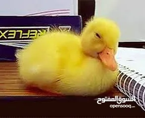  1 سلحفاه و بطه  و قطه شنشيلا و قط شيرازي  كتن بيبي ابيض و حلزون كركعه و بطبوطين  سلحفاة مائيه
