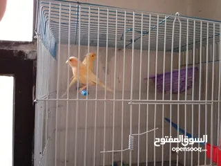  5 جوز اناثي كنار للبيع