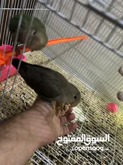  6 Love birds for sale طيور حب للبيع
