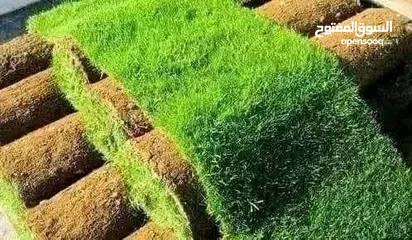  2 نجيل طبيعي ونجيل ديكوندرا