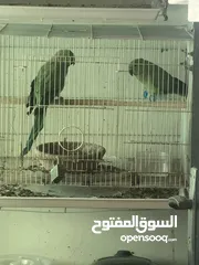  2 للبيع بغيغاء دره زوج منتجات في حاله جيده صحتهم ممتازه جدا