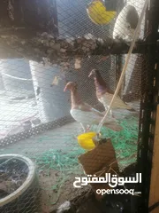  8 جوزين يهودي جوز اصفر وجوز احمر على صفره