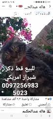  3 للبيع قطه شيرازي سكوتش بسعر 400 شيكل  للاستفسار