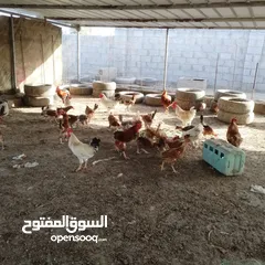  4 دجاج اللبيع