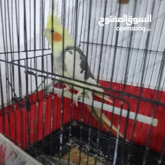  23 التواصل عبر واتس اب ببغاء كوكتيل  حجم كبير وعصافير حب مفتل و البينو وعادي عادي احجام كبيره
