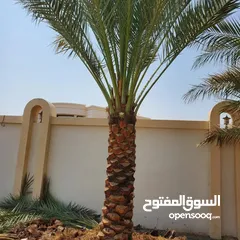  16 Palm Trees