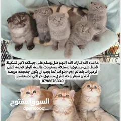  1 قطط مستويات عالمية ألوان فخمه جولدنات بلوات