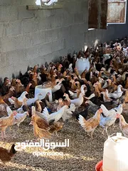  5 دجاج عماني للبيع