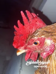  1 ديك عماني كبير الحجم