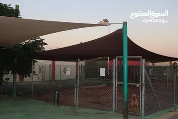  10 جولدن جراء ذكور واناث