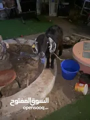  8 ماعز للبيع