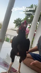  2 طير ميوالي