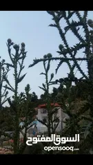  3 شاليه لقطه بسعر مغري   اطلاله رائعه