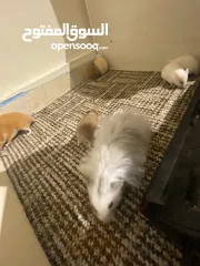  15 hamster هامستر للبيع عدد 7