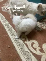  5 قطط للترني برسوم