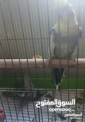  5 جوز كوكتيل للبيع مع قفص 4 معالف
