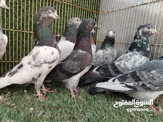  3 للبيع حمام باكستانيات