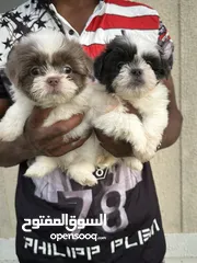  4 Havanese puppy