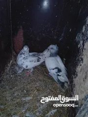  4 جواز شغالات
