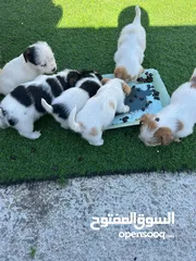  1 كلاب حجم صغير ما بكبر  شعر طويل  مناسبة لكل بيت  لعوبات وذكيات  سريعات التعلم