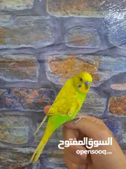  1 ذكر بادجي اليف جدا