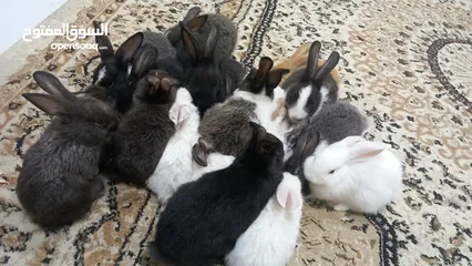 4 Rabbit for sell Holandi Rabbit ارنب البيع هولندي