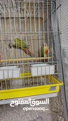  3 جوز جرين شيك شغال