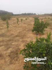  11 مزرعه 2 هكتار بمدينة الزاويه بسعر مناقس