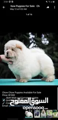  1 chow chow Puppies for sell