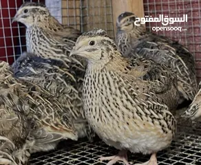  1 طير فري بسعر مناسب يوجد كمية هائله