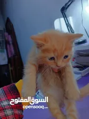  1 قط ذكر للبيع بسعر مناسب