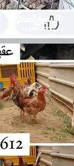  1 متاح افراخ عرب اصلي اصلي   من هذا الحلال بالمنشور شمسي  و ورد الباكلة  وابو ركيبة  وحباحب قزم كويتي