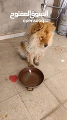  2 كلبه شيواوا