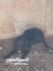  2 اكلاب للبيع جولدن وا مالينو