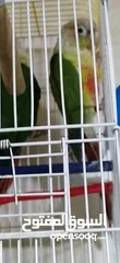  3 جوز قرين شيك شغال