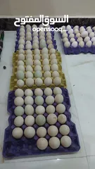  3 Chicken & Duck egg . بيض دجاج وبط للبيع