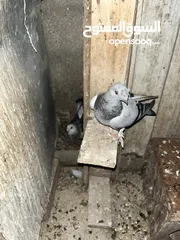  2 7 حبات طيور حمام بسعر حرررررررررق بطيرين مع زواجل
