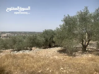  3 ارض لبيع في مدينة سلفيت